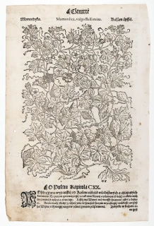 Mattioli Pietro Andrea – Momordika balsamka, původní dřevořez, 1562