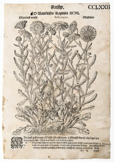 Mattioli Pietro Andrea – Sedmikrásky, původní dřevořez, 1562