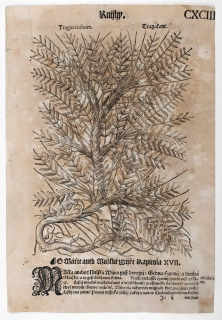 Mattioli Pietro Andrea – Máčka polní, Máčka přímořská, původní dřevořez, 1562