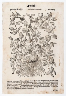 Mattioli Pietro Andrea – Podražec, původní dřevořez, 1562