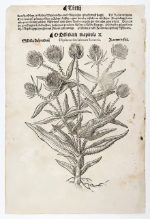 Mattioli Pietro Andrea – Štětka, Pupava, původní dřevořez, 1562