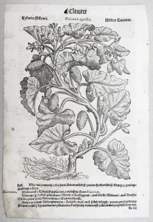 Mattioli Pietro Andrea – Tykvice stříkavá, původní dřevořez, 1562