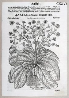 Mattioli Pietro Andrea – Čekanka listová, Čekanka štěrbák, původní dřevořez, 1562