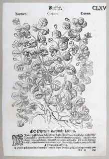 Mattioli Pietro Andrea – Kapara trnitá, Řeřicha piperát, původní dřevořez, 1562