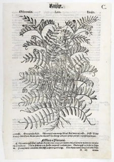 Mattioli Pietro Andrea – Čočka jedlá, původní dřevořez, 1562