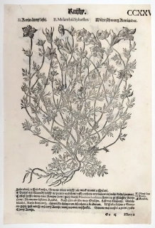 Mattioli Pietro Andrea – Kmín černý lesní, Planý černý kmín (koukol), původní dřevořez, 1562