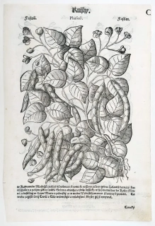 Mattioli Pietro Andrea – Fazol obecný, Hrách setý, původní dřevořez, 1562