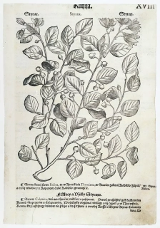 Mattioli Pietro Andrea – Sturač, původní dřevořez, 1562