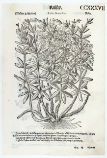 Mattioli Pietro Andrea – Mořena, původní dřevořez, 1562
