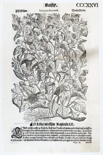 Mattioli Pietro Andrea – Lilek, původní dřevořez, 1562