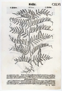 Mattioli Pietro Andrea – Vikev, Pór zahradní, původní dřevořez, 1562