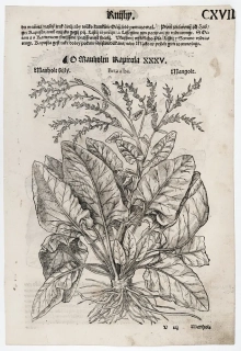 Mattioli Pietro Andrea – Řepa cukrovka, Řepa setá, původní dřevořez, 1562