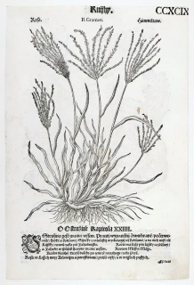 Mattioli Pietro Andrea – Rosička, Ostružiník, původní dřevořez, 1562