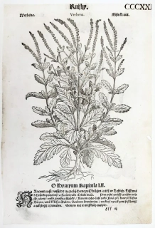 Mattioli Pietro Andrea – Sporýš, Hyacint, původní dřevořez, 1562