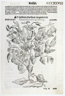 Mattioli Pietro Andrea – Srdovnice lysá, původní dřevořez, 1562