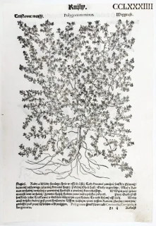 Mattioli Pietro Andrea – Rdesno menší, Kokořík, původní dřevořez, 1562