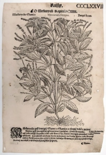 Mattioli Pietro Andrea – Bažanka, původní dřevořez, 1562