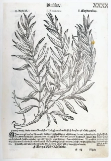Mattioli Pietro Andrea – Řešetlák, původní dřevořez, 1562