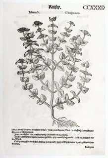 Mattioli Pietro Andrea – Klinopád, Ožanka, původní dřevořez, 1562
