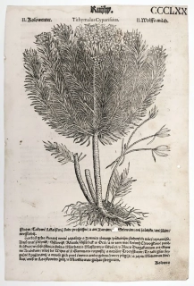 Mattioli Pietro Andrea – Pryšec chvojka, původní dřevořez, 1562