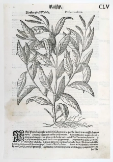 Mattioli Pietro Andrea – Rdesno, původní dřevořez, 1562