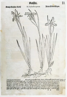 Mattioli Pietro Andrea – Kosatec, původní dřevořez, 1562