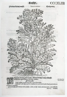 Mattioli Pietro Andrea – Starček obecný, původní dřevořez, 1562