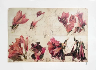 Janssen Horst – Amaryllis, „Osm dní amarylisu“, tužkou signovaný ofset, 1988
