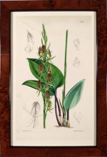 Fitch, Walter Hood – Orchidej, kolorovaná litografie, ca 1860