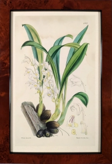 Fitch, Walter Hood – Orchidej, kolorovaná litografie, ca 1860