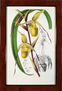 Fitch, Walter Hood – Orchidej, kolorovaná litografie, ca 1860