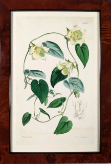 Fitch, Walter Hood – Pazvonek javanský, kolorovaná litografie, ca 1860