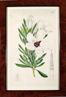 Fitch, Walter Hood – Ibišek, kolorovaná litografie, ca 1860