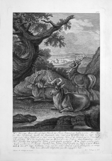 Ridinger Martin Elias – Jeleni, mědiryt podle J. E. Ridingera, 1768