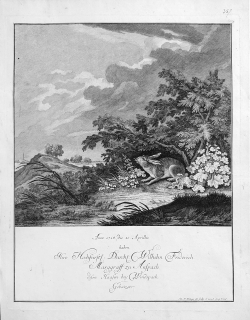 Ridinger Johann Elias – Zajíc, původní mědiryt, ca 1740