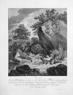 Ridinger Johann Elias – Divoká husa a liška, původní mědiryt, 1744