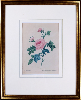 Redouté Pierre Joseph – Růže mnohokvětá, původní barevná akvatinta, ca 1800