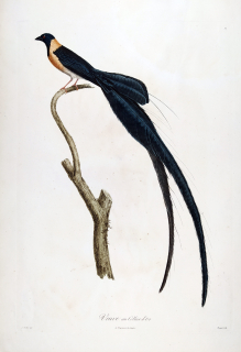 Bouquet L. – Vdovka dlouhoocasá, staře kolorovaný původní lept, 1805