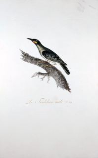 Audebert Jean Baptiste – Medosavka, staře kolorovaný původní lept, 1800–1802