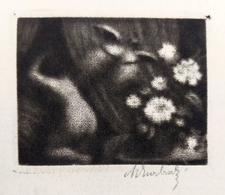 Švabinský Max – Bílá kamélie (malá, na šířku), mezzotinta, č. gr. s. 51, 1910
