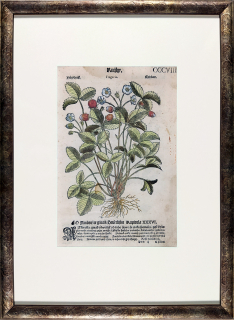 Mattioli Pietro Andrea – Jahodník, staře kolorovaný původní dřevořez, 1562