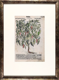Mattioli Pietro Andrea – Chilli paprička, staře kolorovaný původní dřevořez, 1562