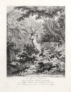 Ridinger Johann Elias – Jelen, původní mědiryt, 1746