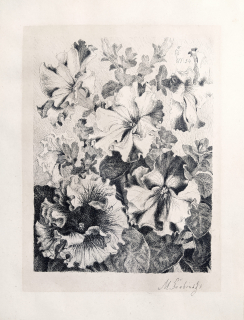 Švabinský Max – Petúnie, původní litografie se žlutým podtiskem, 1954
