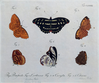 Schmuzer Jacob Xaver – Motýli, staře kolorovaný původní mědiryt, ca 1760