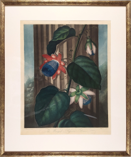 Thornton Robert John – The Winged Passion Flower, Warner, Henderson, staře kolorovaná mezzotinta, 1802