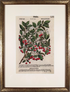 Mattioli Pietro Andrea – Černé višně, kolorovaný původní dřevořez, 1562