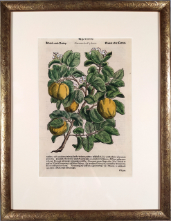 Mattioli Pietro Andrea – Kdouloň obecná, kolorovaný původní dřevořez, 1562