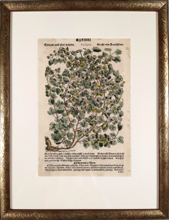 Mattioli Pietro Andrea – Srstka angrešt, Angrešt, kolorovaný původní dřevořez, 1562