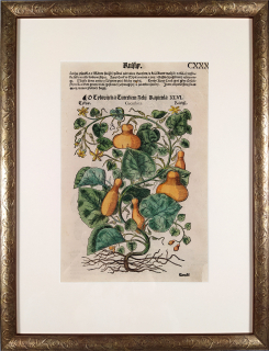 Mattioli Pietro Andrea – Tykev, Dýně, kolorovaný původní dřevořez, 1562